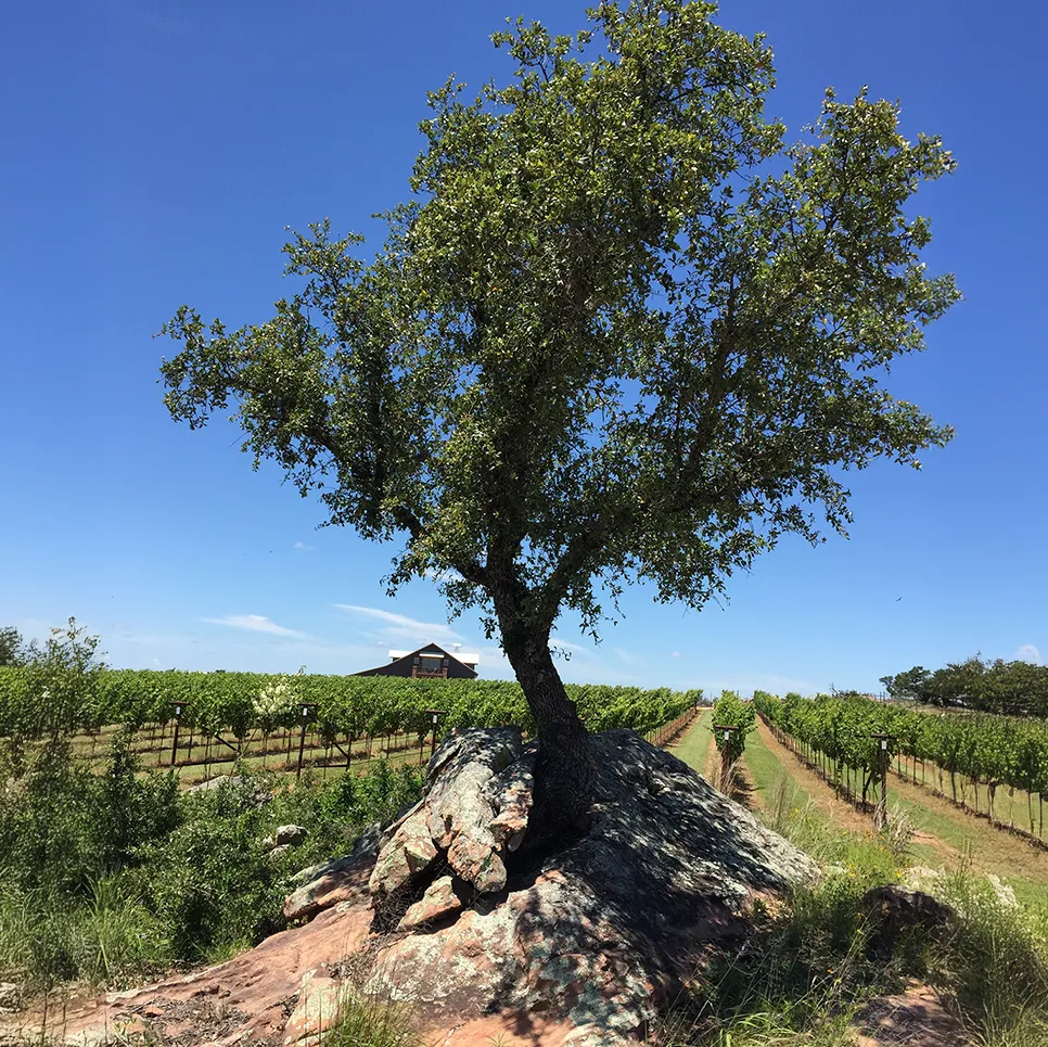 Tree in the vineyard at Torr Na Lochs