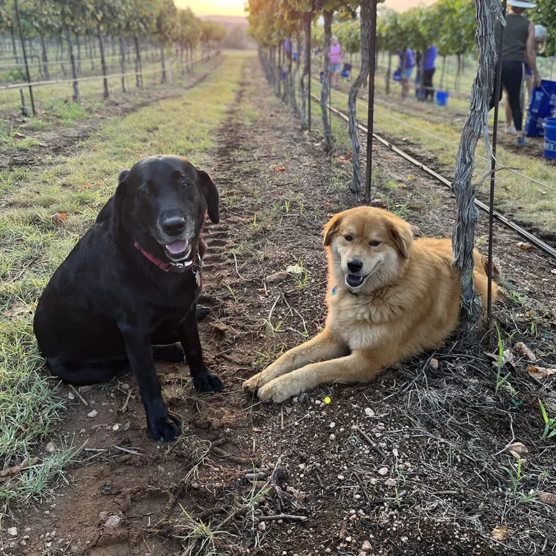 The winery dogs